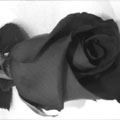 LOVE POETRY